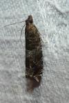 Ancylis achatana