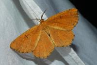 Angerona prunaria