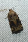 Archips xylosteana