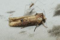 Axylia putris