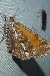 Bupalus piniaria