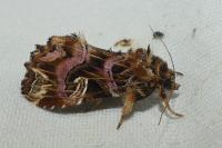 Callopistria juventina