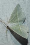 Campaea margaritaria