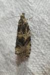 Celypha lacunana