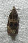 Celypha lacunana