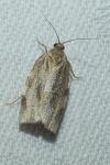 Choristoneura hebenstreitella