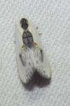 Cilix glaucata