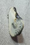 Cilix glaucata