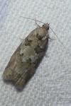 Cnephasia