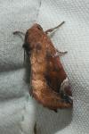 Cosmia pyralina