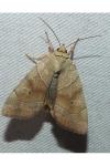 Cosmia trapezina