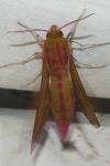 Deilephila elpenor