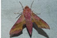 Deilephila porcellus
