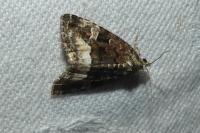 Deltote pygarga