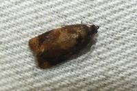 Ditula angustiorana