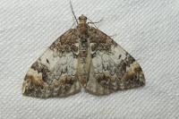 Dysstroma truncata
