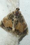 Dysstroma truncata