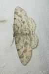 Ectropis crepuscularia