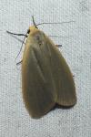 Collita griseola