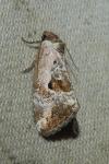 Elaphria venustula