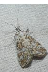 Elophila nymphaeata