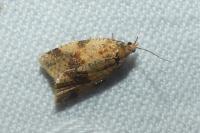 Epagoge grotiana