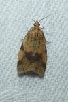 Epagoge grotiana