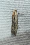 Eucosma cana