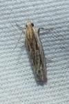 Eucosma cana