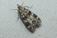 Eudonia delunella