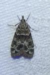 Eudonia mercurella