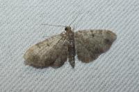 Pasiphila chloerata