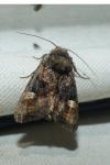 Euplexia lucipara