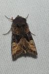 Euplexia lucipara