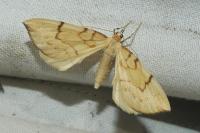 Gandaritis pyraliata