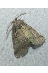 Gluphisia crenata