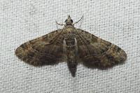 Gymnoscelis rufifasciata