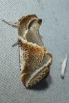 Habrosyne pyritoides