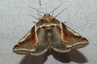 Habrosyne pyritoides