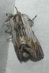 Harpyia milhauseri