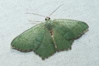 Hemithea aestivaria
