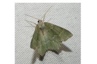 Hemithea aestivaria