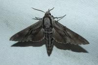 Hyloicus maurorum/pinastri