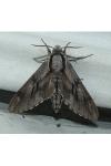 Hyloicus maurorum/pinastri