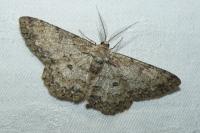 Hypomecis punctinalis