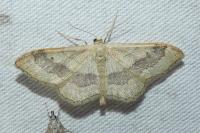 Idaea aversata