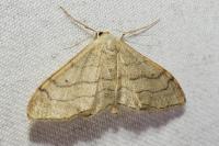 Idaea aversata