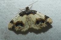 Ligdia adustata