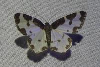 Lomaspilis marginata