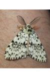 Lymantria monacha